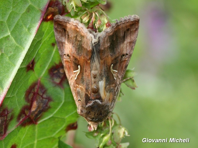 Autographa gamma e Macdunnoughia confusa